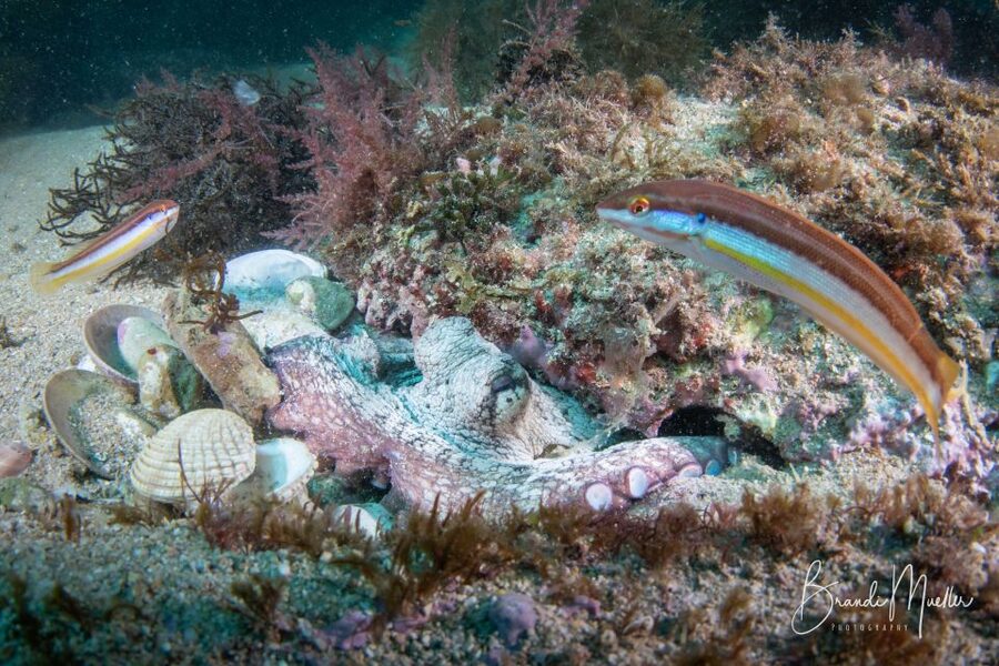 Double Scuba Dive on a Marine Reserve - The guide’s role matters here