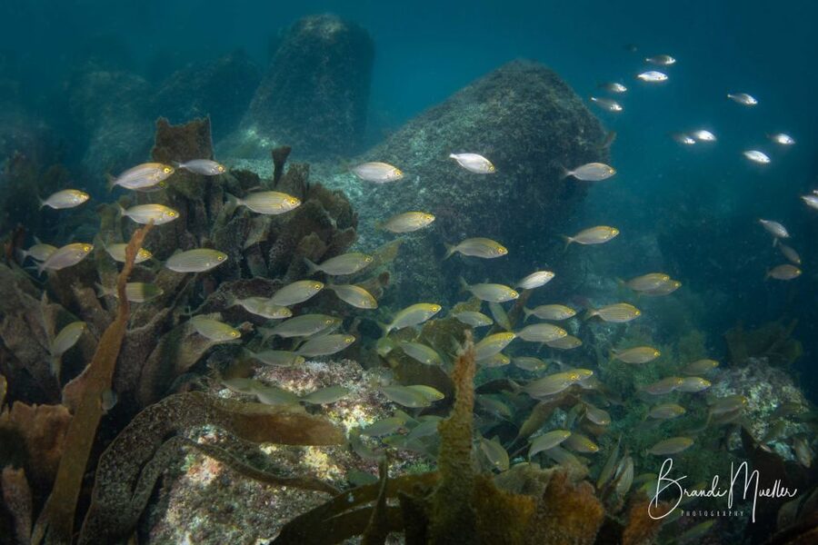 Double Scuba Dive on a Marine Reserve - What could disappoint you