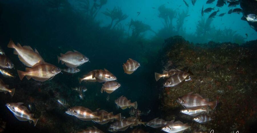 Double Scuba Dive on a Marine Reserve - The 30-minute briefing sets the tone