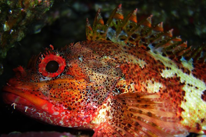 Double Scuba Diving - Vila Franca do Campo and Its Underwater Appeal