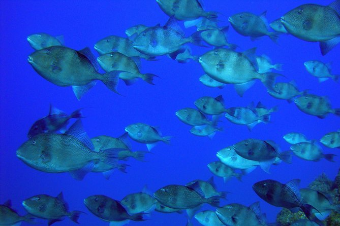 Double Scuba Diving - What the Included Equipment Means for Your Budget