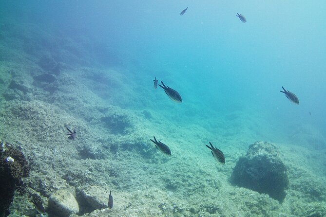 Double Shore Dive (certified divers) - What Makes This Athens Scuba Outing Worth Considering