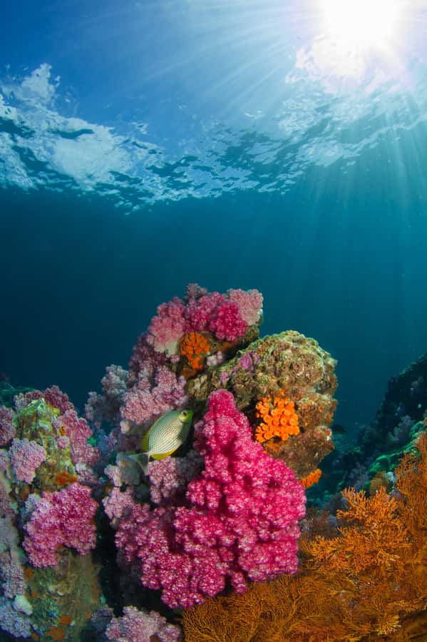 DSD Discover Scuba Diving for a beginner or Certified - Why Aqaba works so well for a first underwater outing