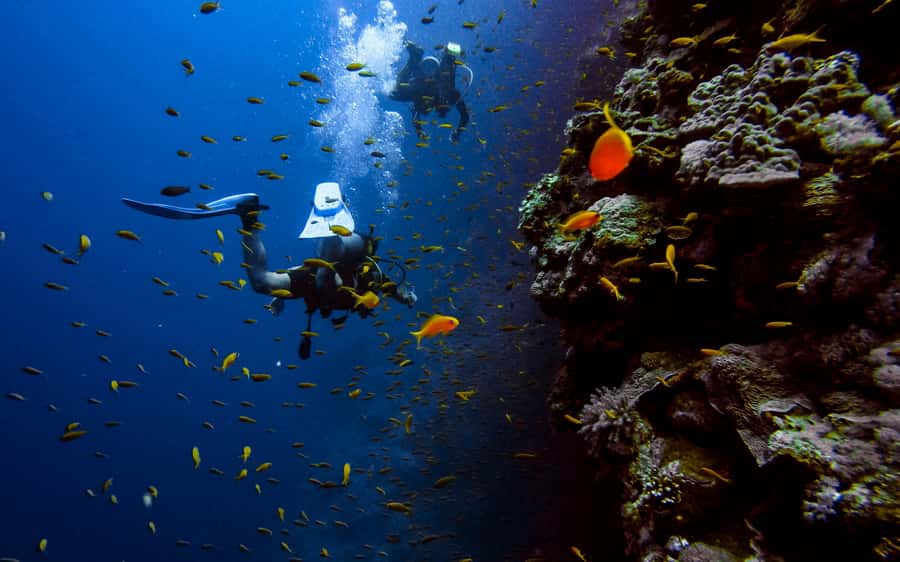 DSD Discover Scuba Diving for a beginner or Certified - Getting comfortable before entering the water