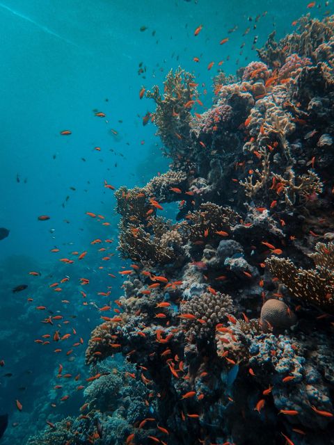 DSD Discover Scuba Diving for a beginner or Certified - What the included photos add to the value