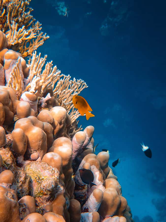 DSD Discover Scuba Diving for a beginner or Certified - Is $73 per person a fair price?