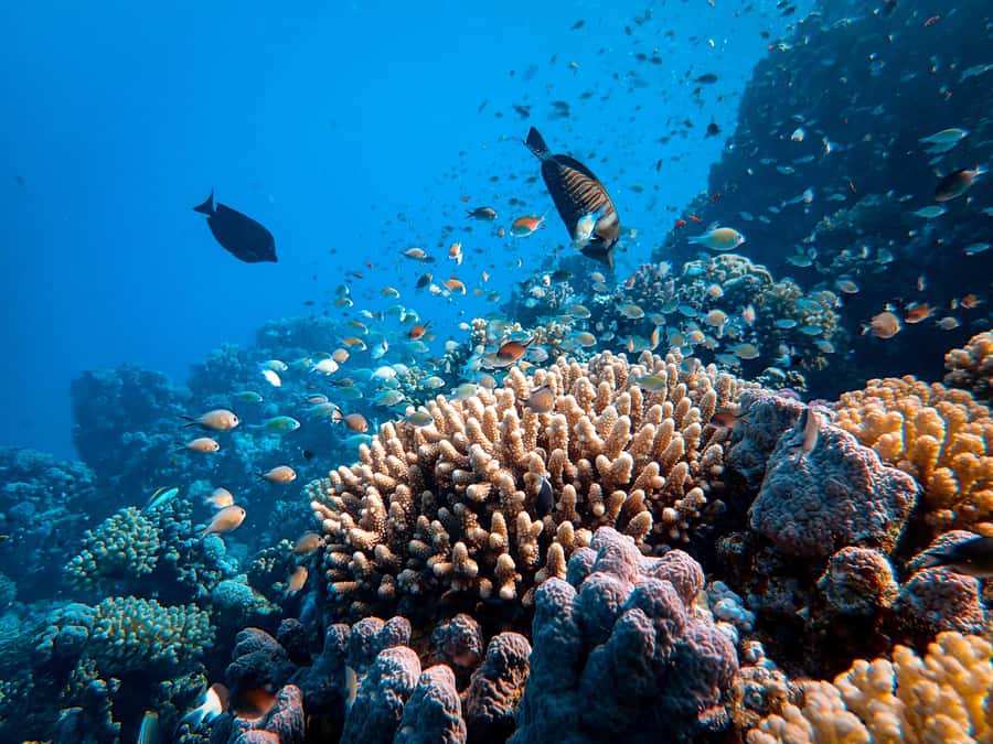 DSD Discover Scuba Diving for a beginner or Certified - Practical details that affect your day