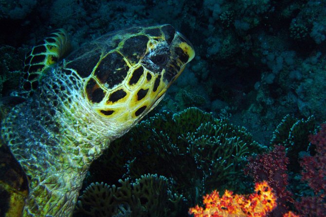 DSD "Discover Scuba Diving" (Min Age 10 Years) - What You Actually Learn in the 1.5-Hour Session