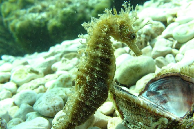 DSD - First time diving course - Key points at a glance