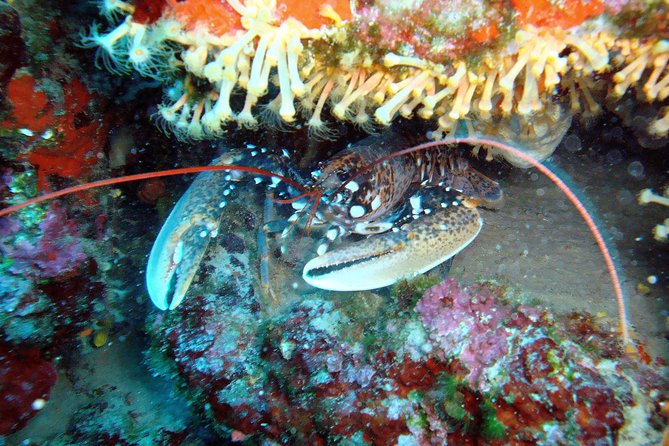 DSD - First time diving course - A gentle introduction at Tučepi Beach