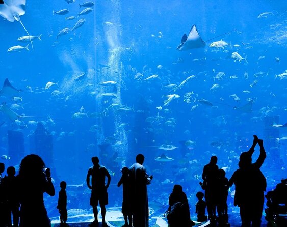 Dubai Lost Chambers Dive Explorer (Certification Required) - Key points at a glance