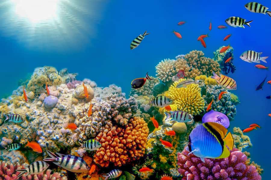 Dubai: PADI Open Water 18-Meter Diving Certification - What the $446 course really includes