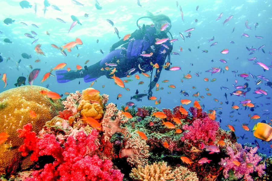 Dubai: PADI Open Water 18-Meter Diving Certification - The first practical classes: five sessions in confined water