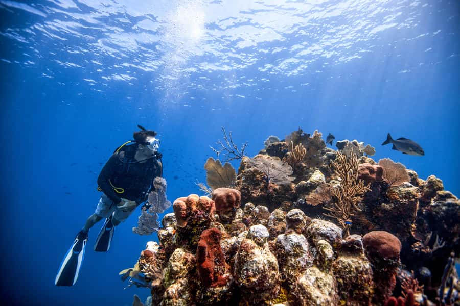 Dubai: PADI Open Water 18-Meter Diving Certification - Four open-water sessions around Dubai