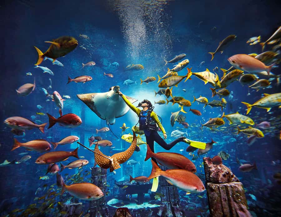 Dubai: The Lost Chambers Aquarium Atlantis Diving Experience - Entering The Lost Chambers Aquarium at Atlantis Dubai