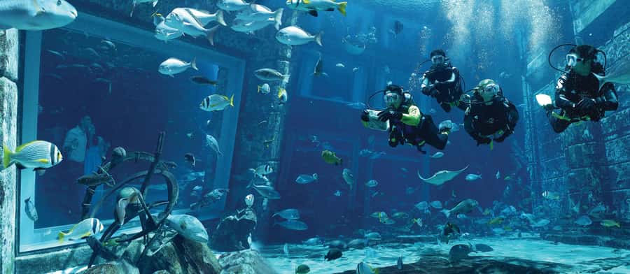 Dubai: The Lost Chambers Aquarium Atlantis Diving Experience - Choosing Discovery or Explorer