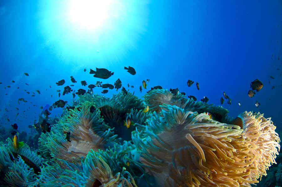 Dubai to Fujairah: First Scuba Diving + Transfer & BBQ - What I would bring and what I would confirm