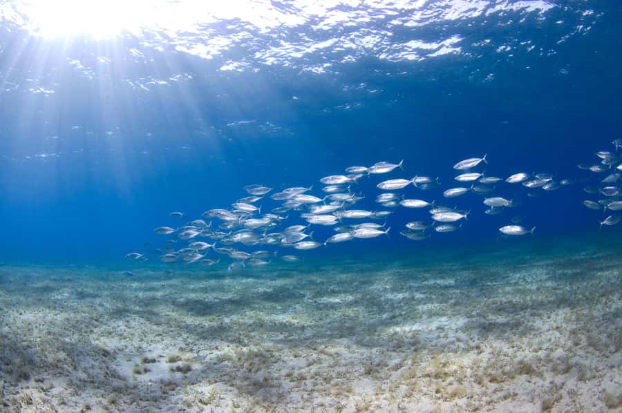 Dubai to Fujairah: First Scuba Diving + Transfer & BBQ - A seaside BBQ at Orca Diving Center