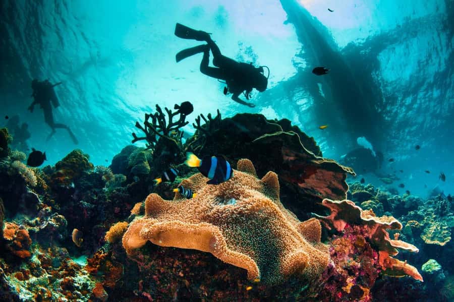 Dubai to Fujairah: First Scuba Diving + Transfer & BBQ - Is $163 a fair price?