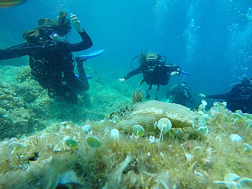 Dubrovnik: 1-Day Discover Scuba Diving Course - Key things to know before you book