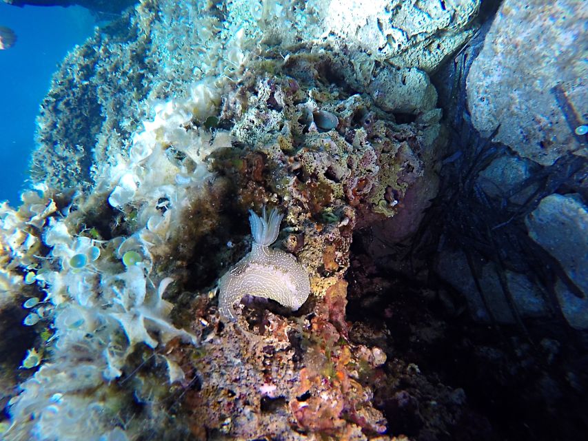 Dubrovnik: 1-Day Discover Scuba Diving Course - What the Dubrovnik scuba course actually offers