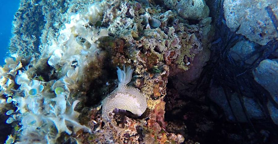 Dubrovnik: 1-Day Discover Scuba Diving Course - Meeting at the Dubrovnik Palace Hotel