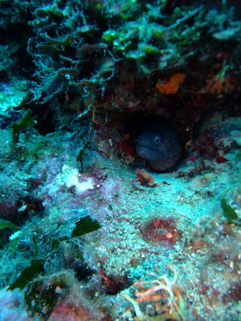 Dubrovnik: 1-Day Diving Package - Why Dubrovnik is a strong place for underwater exploring