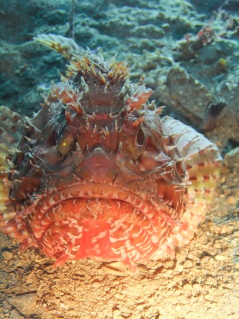 Dubrovnik: 1-Day Diving Package - The morning session lasts roughly two and a half hours