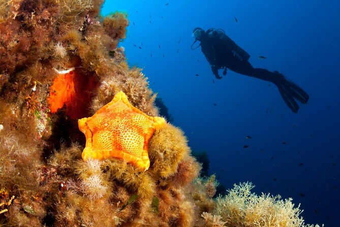 Dubrovnik 1 Dive for Certified Divers - Meeting Blue Planet at Masarykov put 20