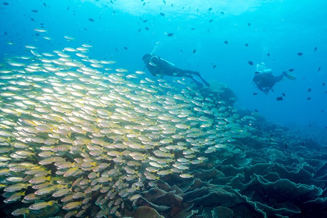 Easy Fun Scuba Dive in El Nido - Key points to know before you book