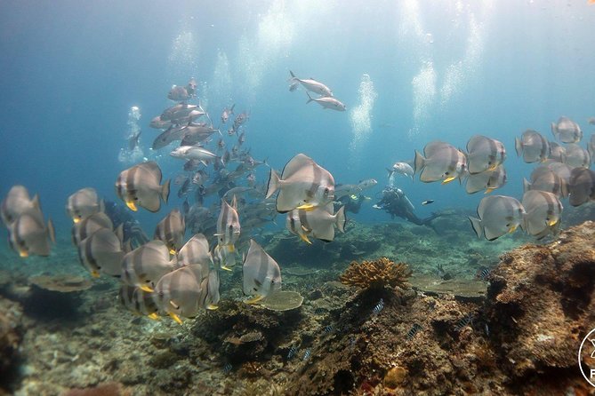 Easy Fun Scuba Dive in El Nido - Two morning sites around Bacuit Bay
