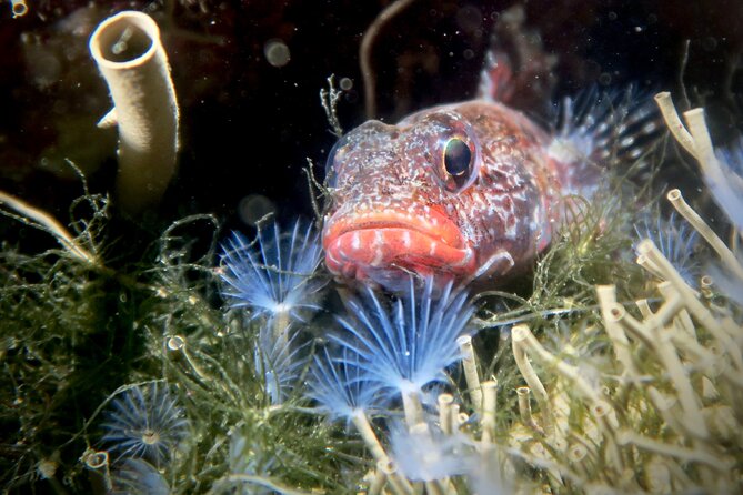 Eco - Try Dive - Key points to know before booking