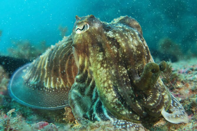 Eco - Try Dive - Equipment and the first underwater session