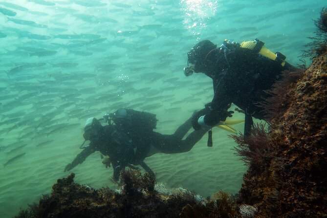 Eco - Try Dive - Cleaning the seabed in the marine reserve