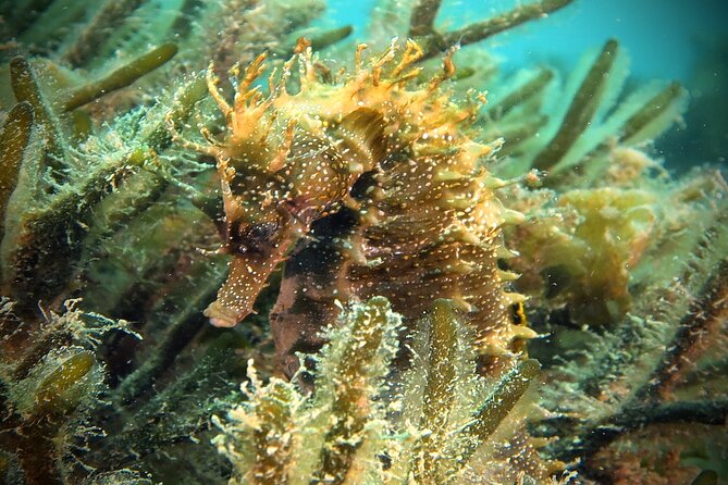 Eco - Try Dive - Safety, comfort, and physical demands