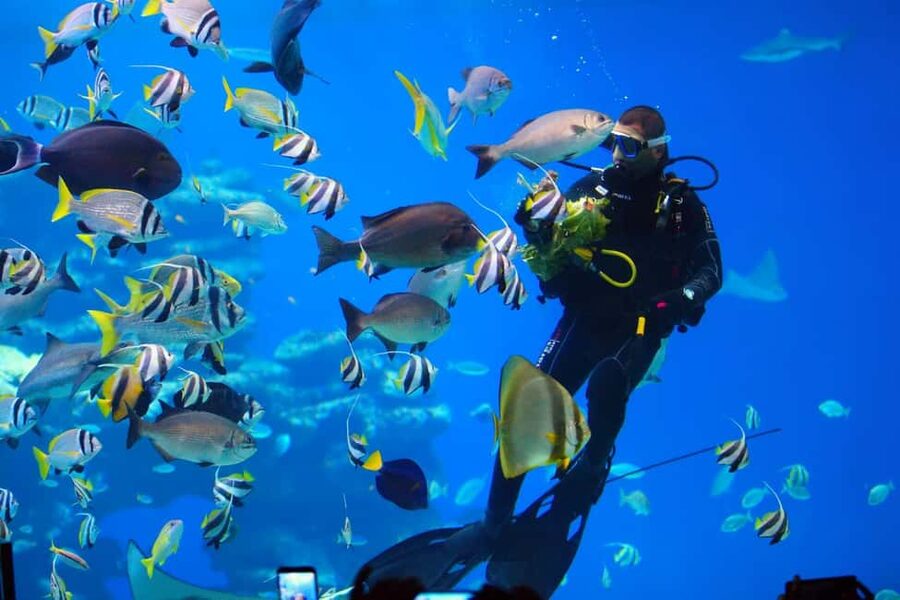 Eilat: Intro to Diving with Certified Instructor - Starting at Aqua Star near Coral Beach