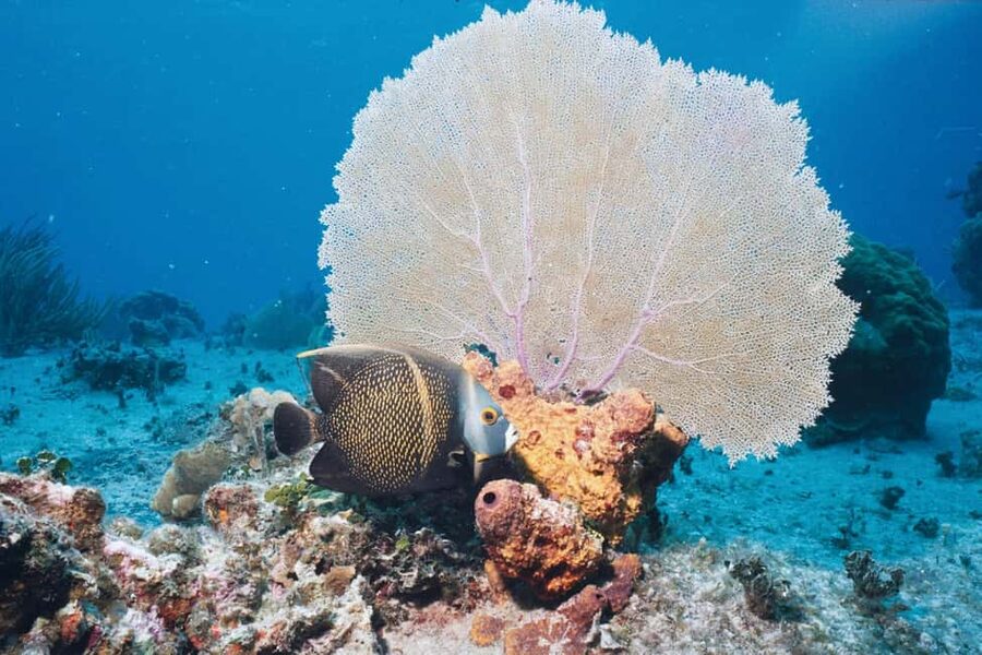 El Gouna Lagoon, Diving with Dolphin, Snorkeling & Lunch - Lunch on board is a real strength