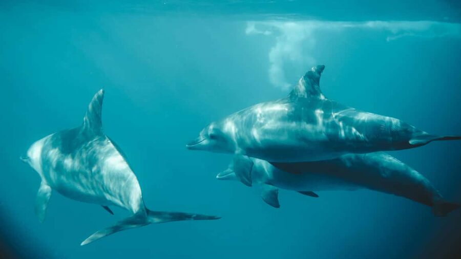 El Gouna Lagoon, Diving with Dolphin, Snorkeling & Lunch - Crew service and the feel of the boat