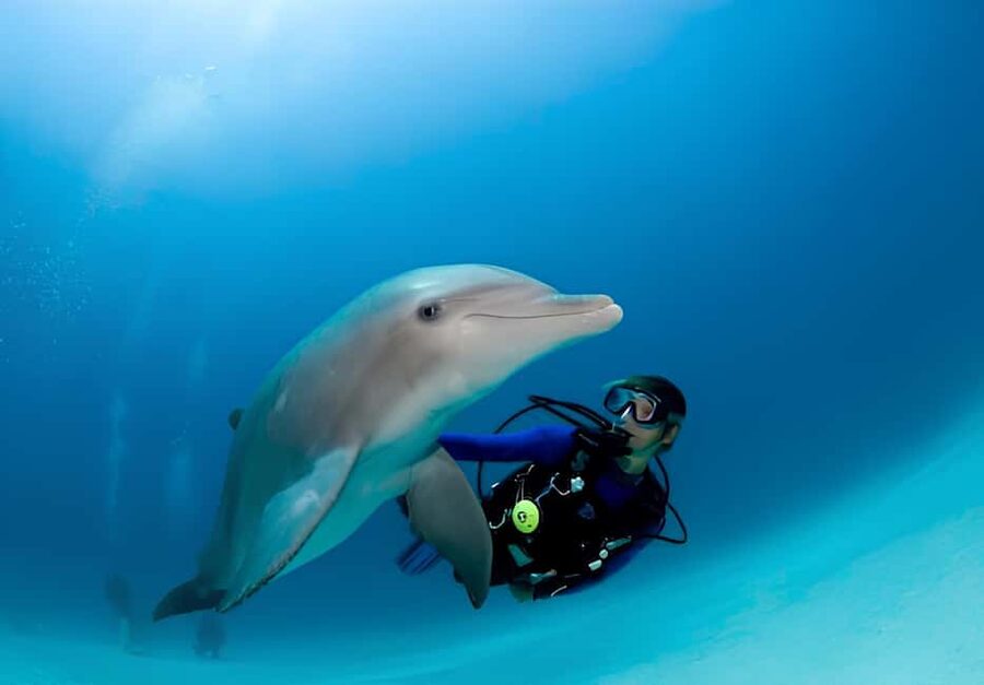 El Gouna Lagoon, Diving with Dolphin, Snorkeling & Lunch - Who will enjoy this trip most?