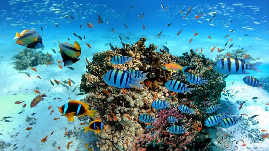 El Gouna Lagoon, Diving with Dolphin, Snorkeling & Lunch - Snorkeling around coral and fish