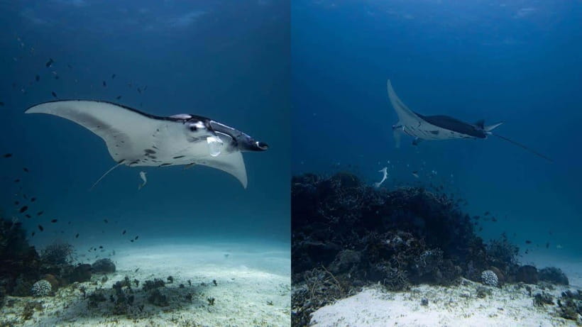 El Nido: Discover Scuba Diving with Manta Rays in Sibaltan - Key points to know before you book