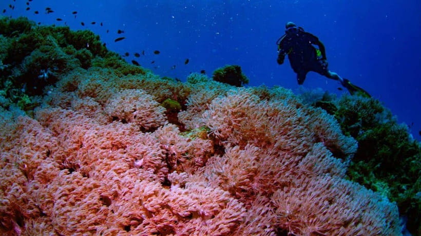 El Nido: Discover Scuba Diving with Manta Rays in Sibaltan - Why Sibaltan is a better fit for a calm first attempt