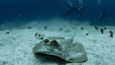 El Nido: Discover Scuba Diving with Manta Rays in Sibaltan