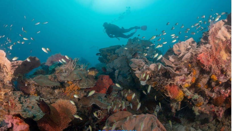 El Nido: Discover Scuba Diving with Manta Rays in Sibaltan - The first session: skills to 6 meters