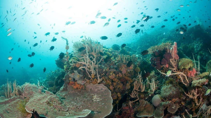 El Nido: Discover Scuba Diving with Manta Rays in Sibaltan - The second session: up to 12 meters at the manta site