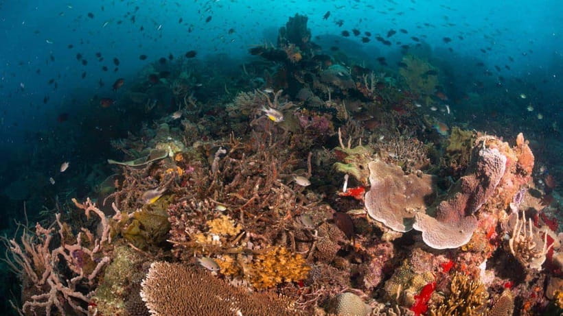 El Nido: Discover Scuba Diving with Manta Rays in Sibaltan - What the guides add to the experience