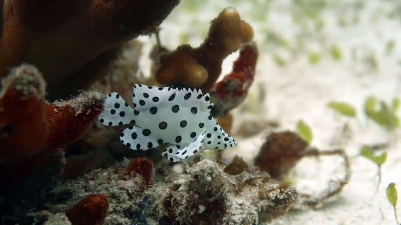 El Nido: Discover Scuba Diving with Manta Rays in Sibaltan - Who should book this Sibaltan experience