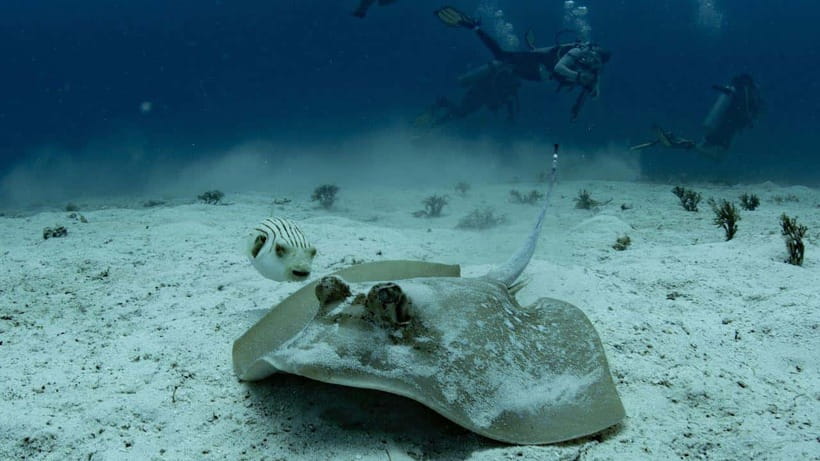 El Nido: Discover Scuba Diving with Manta Rays in Sibaltan - From El Nido to Mobula Divers Sibaltan