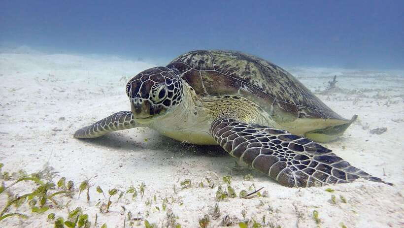 El Nido: Manta Ray Diving Experience in Sibaltan - Key points at a glance
