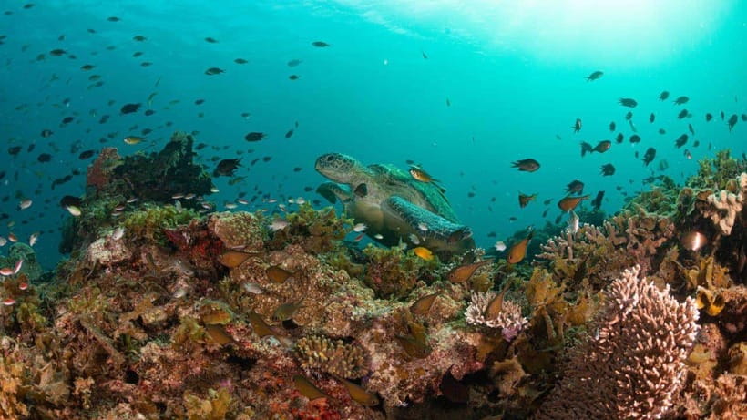 El Nido: Manta Ray Diving Experience in Sibaltan - Equipment, safety, and group size